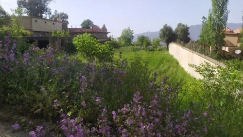 Vente Terrain Medea Medea