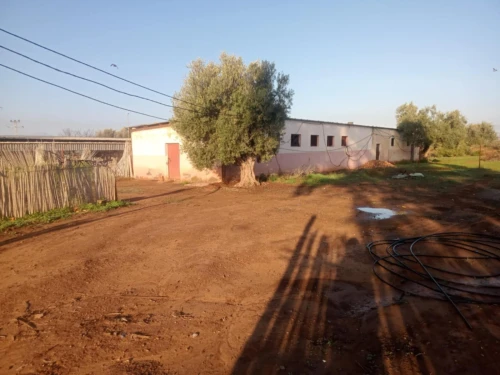 Vente Terrain Agricole Tlemcen Remchi