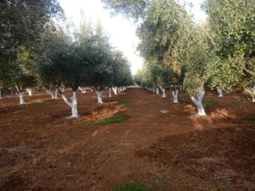 Vente Terrain Agricole Tlemcen Remchi