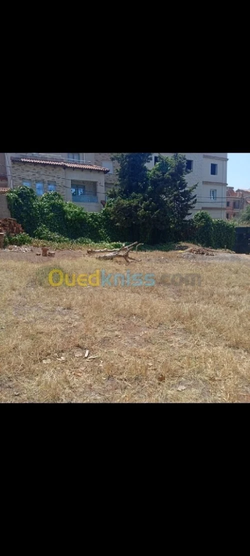 Vente Terrain Alger Saoula