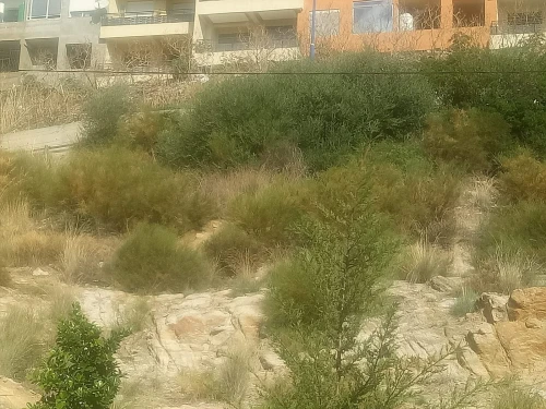 Vente Terrain Annaba Annaba