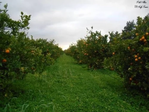 Location Terrain Agricole Blida Mouzaia