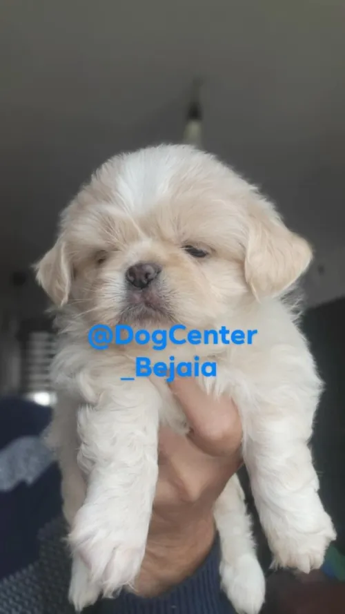 Chiots Pekinois 