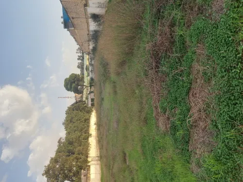 Vente Terrain Tipaza Kolea