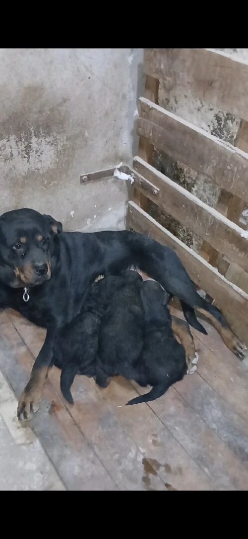 Chiot rottweiler