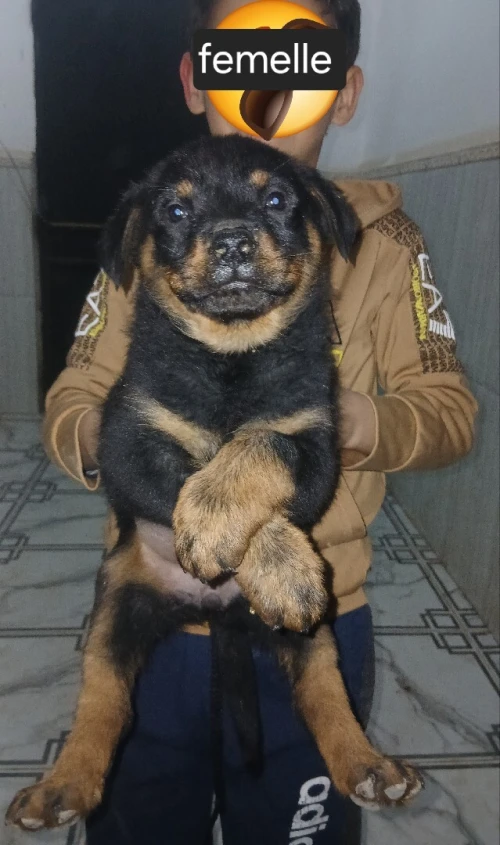 Chiot rottweiler