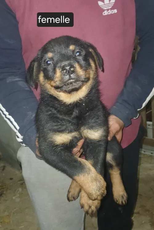 Chiot rottweiler