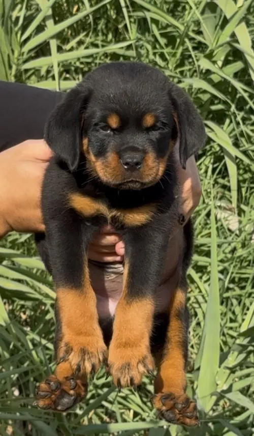 Rottweiler serbie
