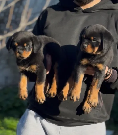 Rottweiler serbie