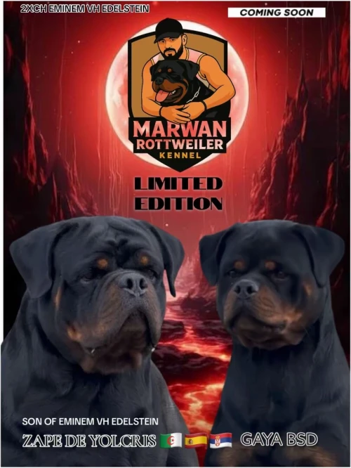 Rottweiler femelle
