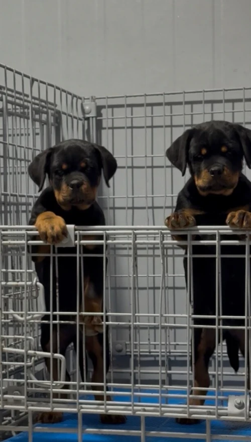Rottweiler serbie