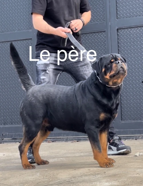 Rottweiler serbie