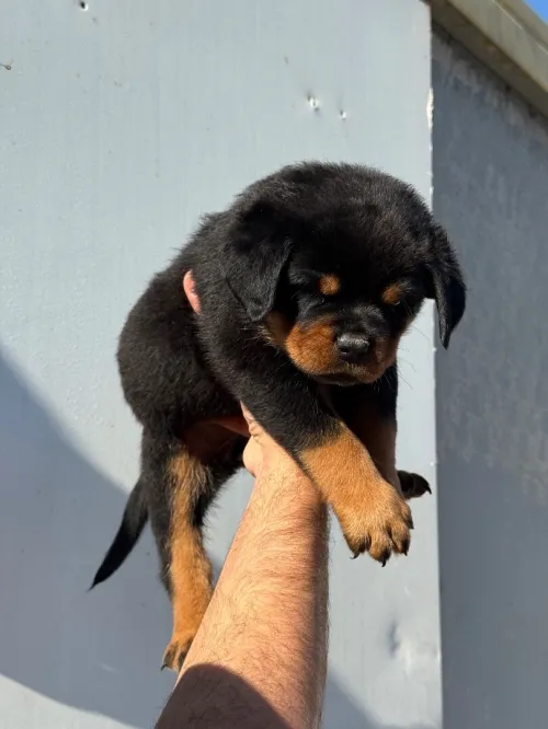 Rottweiler serbie