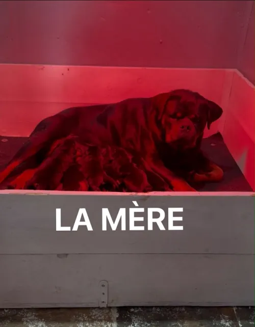 Rottweiler serbie