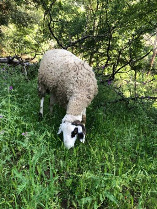 Mouton
