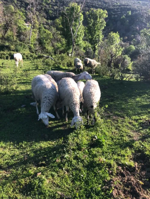Troupeau de brebis