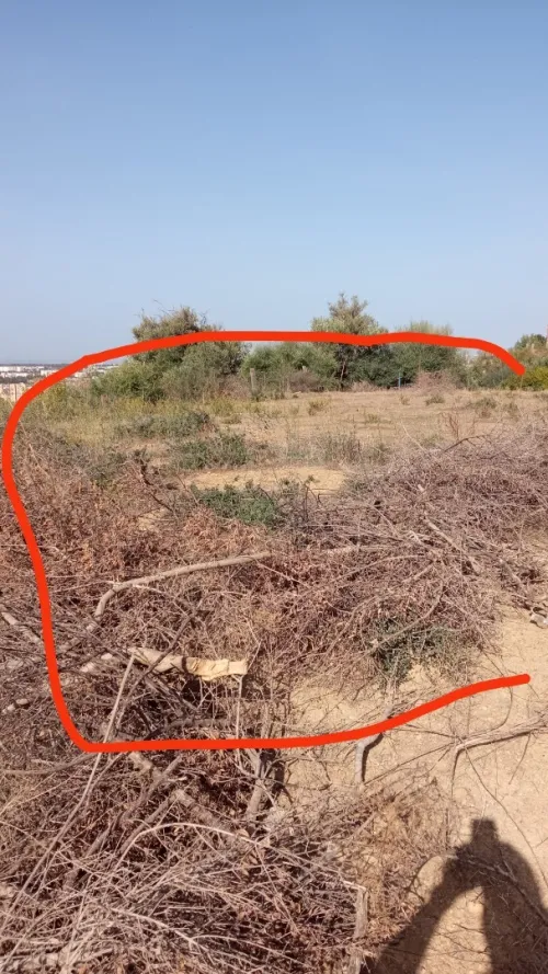 Vente Terrain Blida Blida