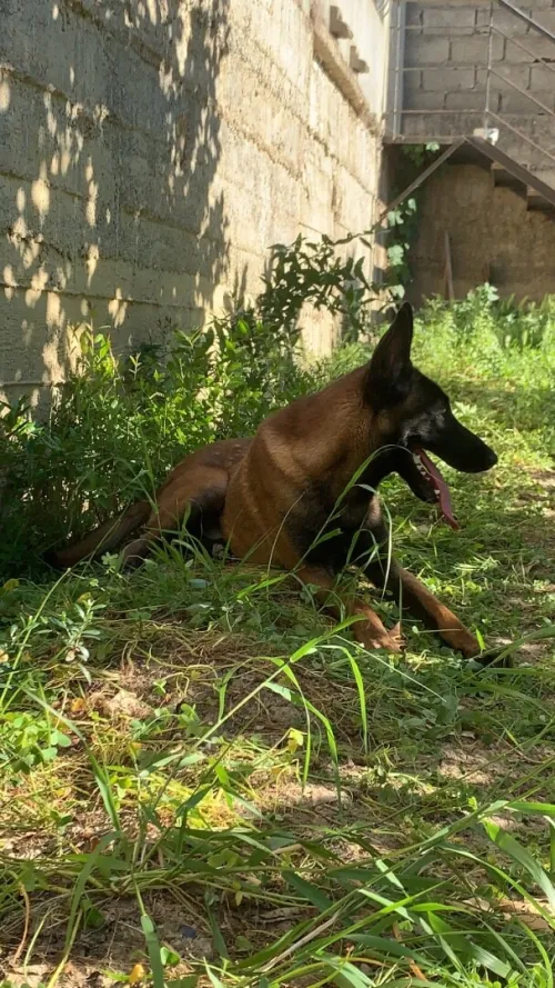 Chien mallinoi