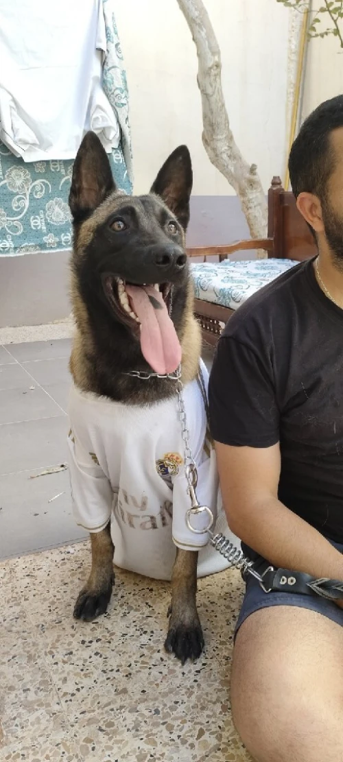 Un très beau chien de garde de rasse pure berger malinois tête noir âgé de 40  mois