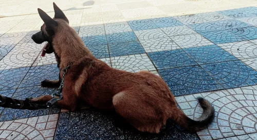 Un très beau chien de garde de rasse pure berger malinois tête noir âgé de 40  mois