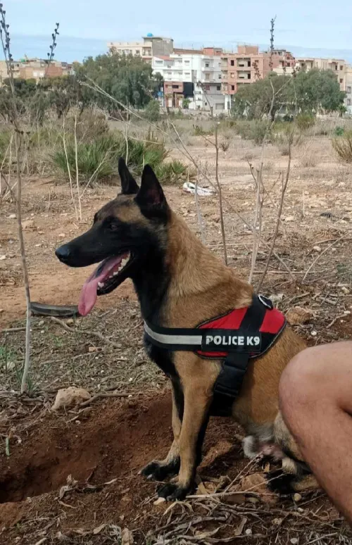 Un très beau chien de garde de rasse pure berger malinois tête noir âgé de 40  mois