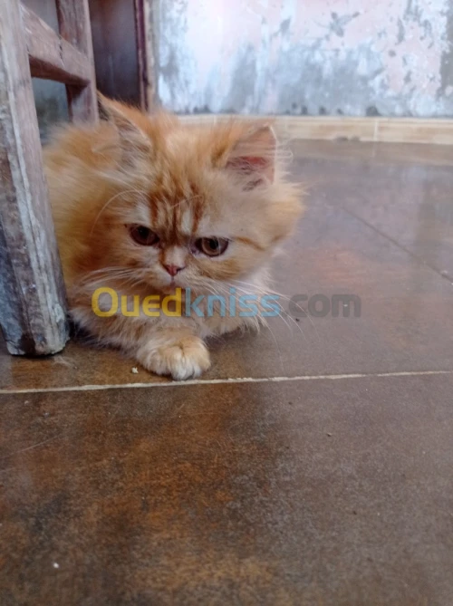 Chat