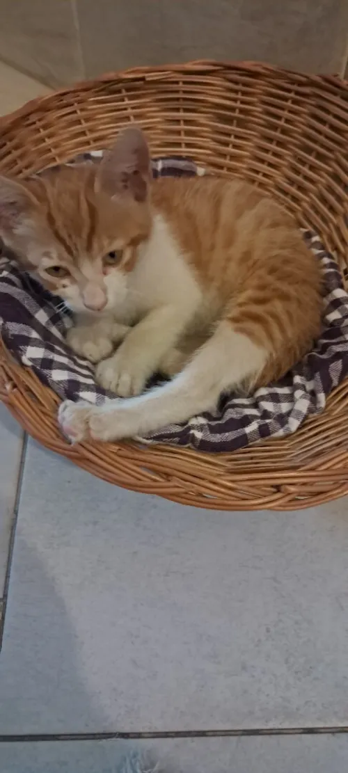 Donne chaton en adoption