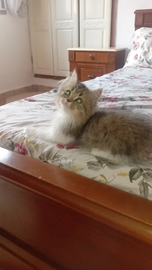 chat persan