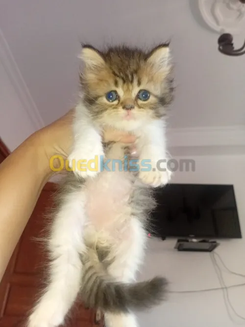 chaton persan