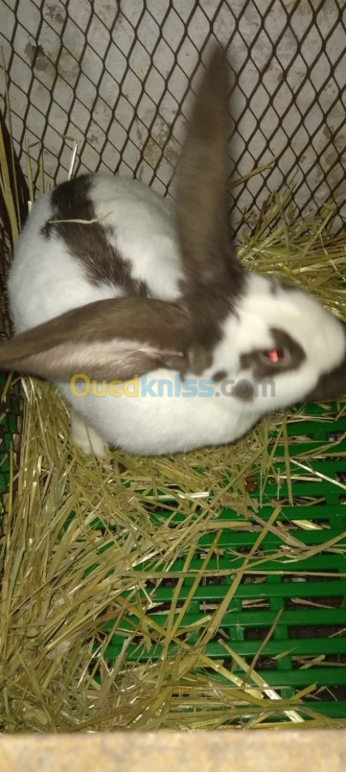 Lapin géant papaillon