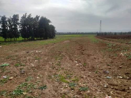 Vente Terrain Agricole Aïn Defla Khemis miliana