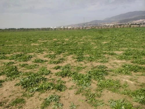 Vente Terrain Agricole Aïn Defla Khemis miliana