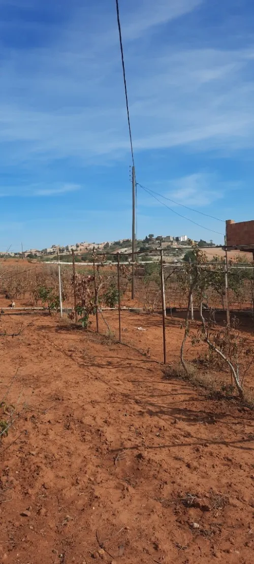 Vente Terrain Mostaganem Sidi ali
