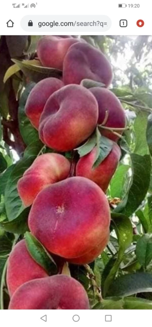 Vente Terrain Agricole Boumerdès Issers