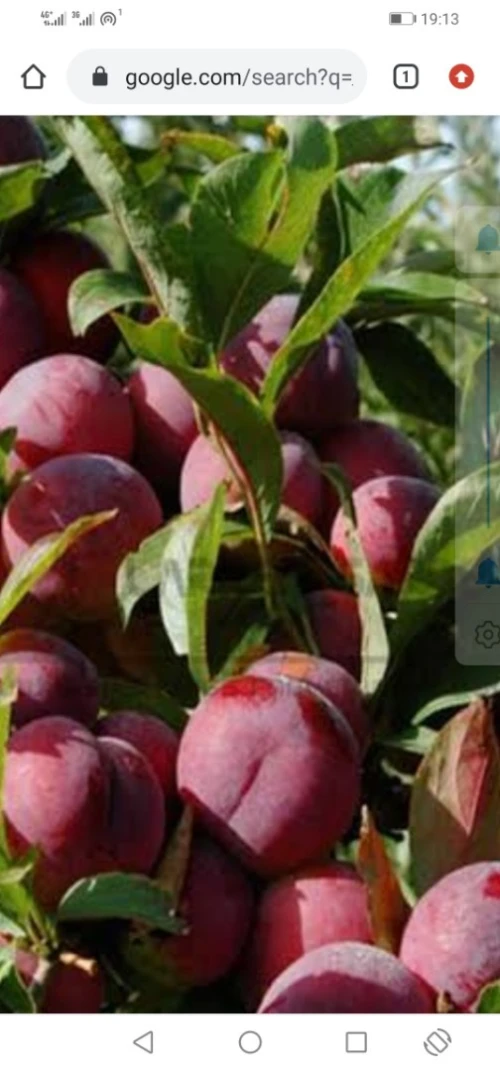 Vente Terrain Agricole Boumerdès Issers