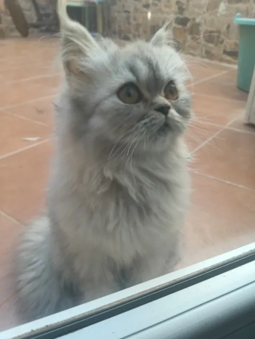 Male et Femelle persan moon face 8 mois