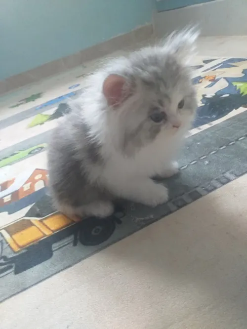 Chat chinchilla