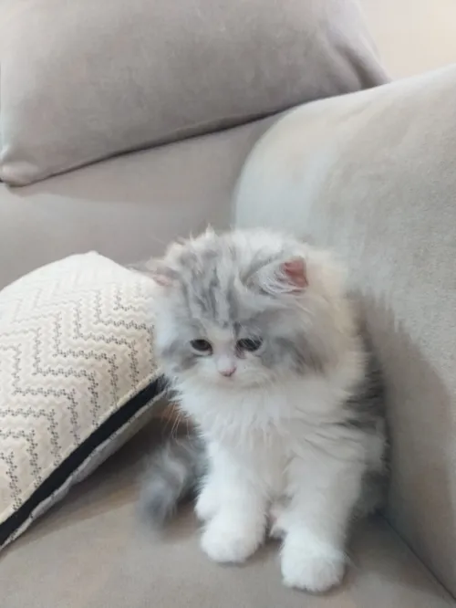 Chaton chinchilla