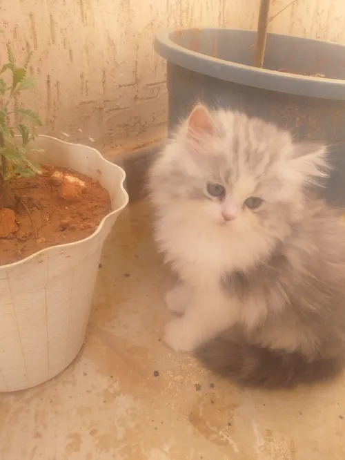 Chaton chinchilla