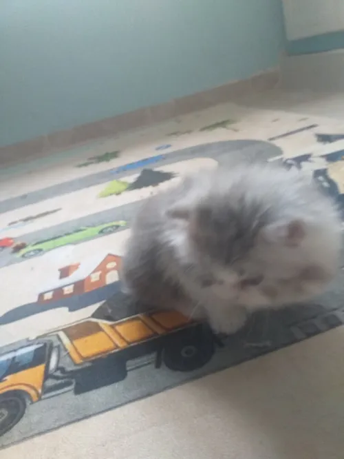 Chat chinchilla