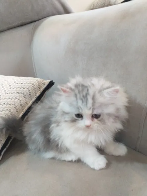 Chaton chinchilla
