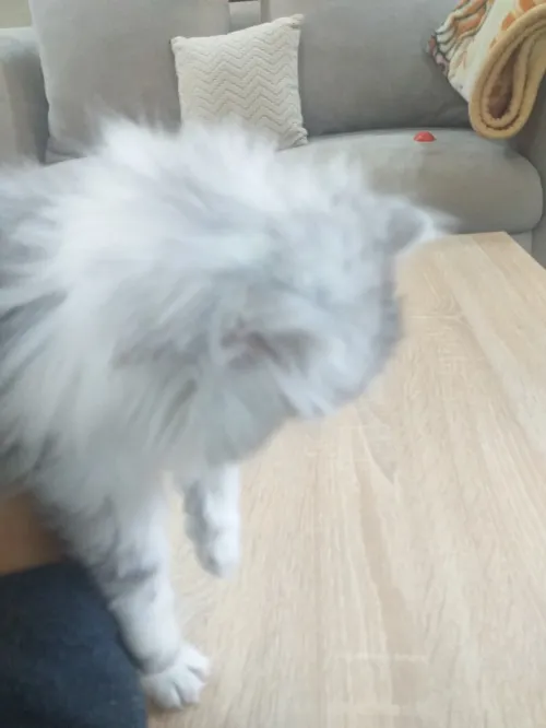 Chat persan