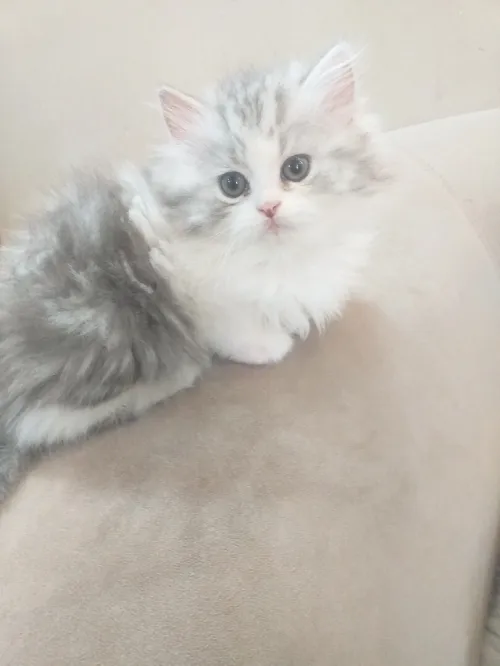 Chat chinchilla