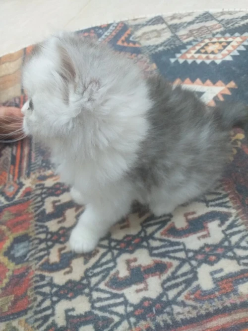Chat chinchilla