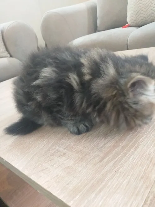 Chat persan
