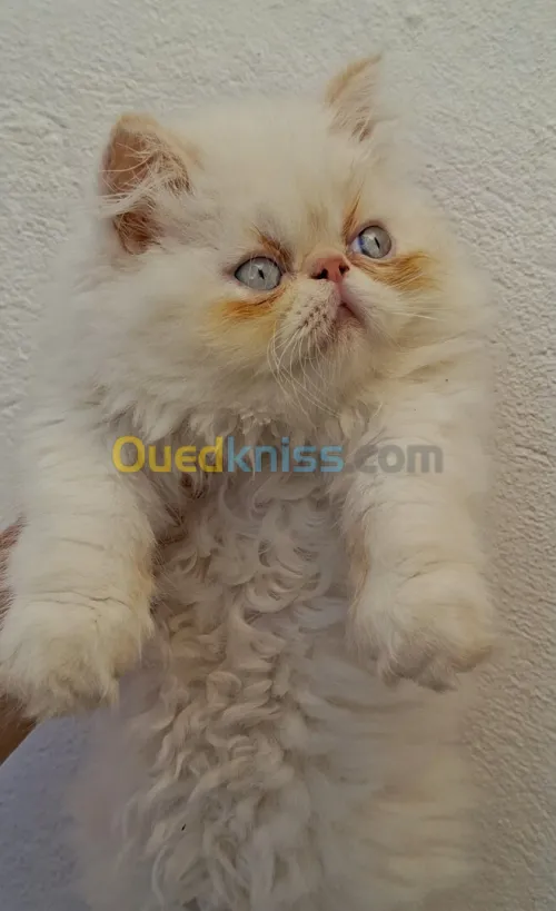 Chat persan peke face