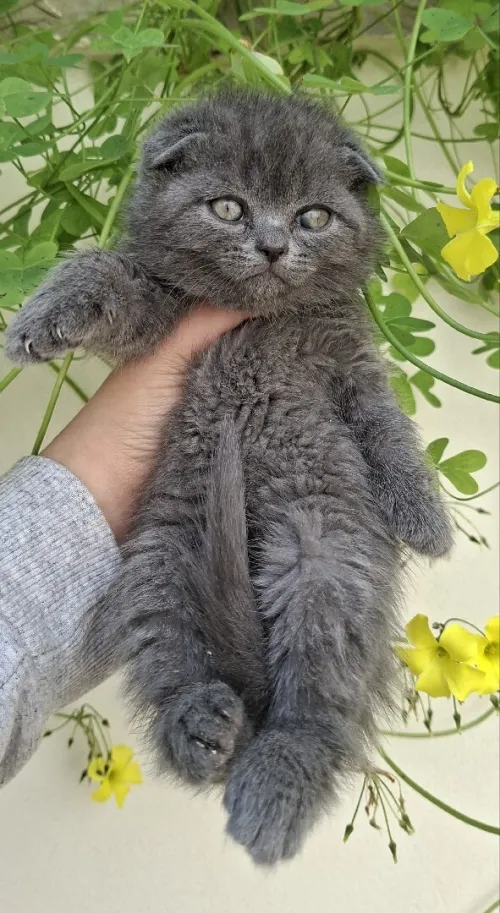 Scottish fold