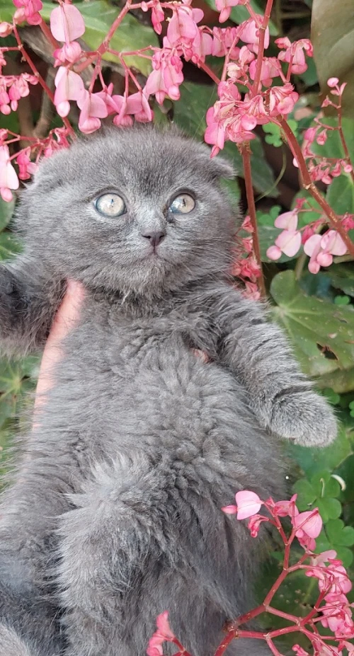 Chat Scottish fold