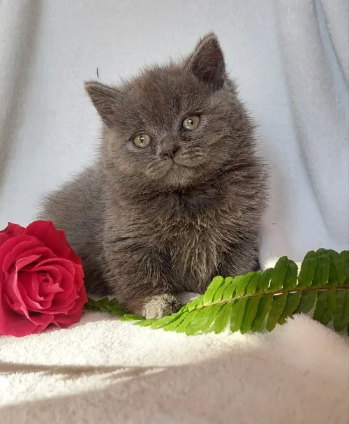 Chat Scottish fold