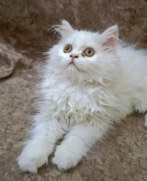Chat persan 